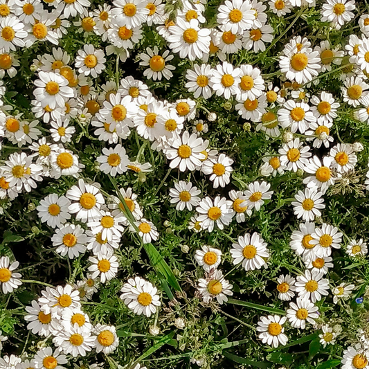 Chamomile Toner | Hydrosol