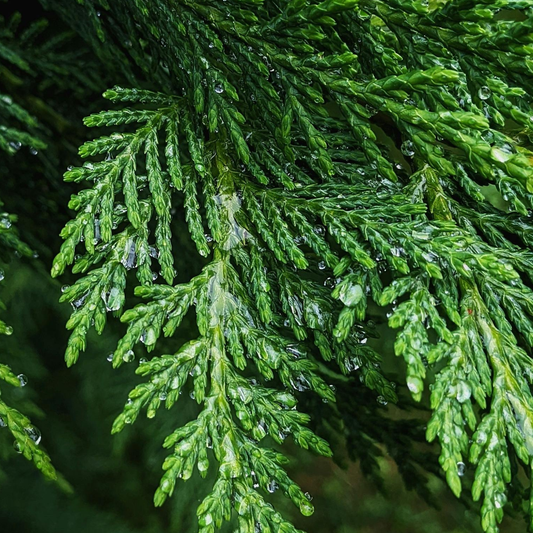 PNW Pine Toner | Hydrosol