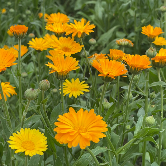 Calendula Glow Cleansing Oil