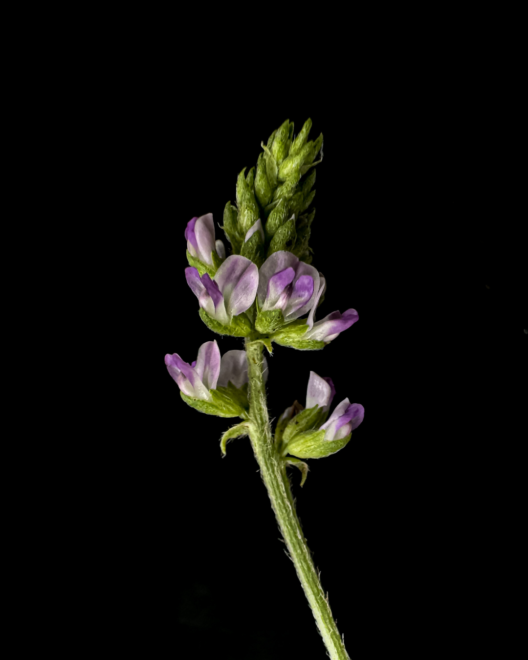 Bakuchiol: A Science-Backed Gentle Botanical Active for Skin Renewal + Longevity
