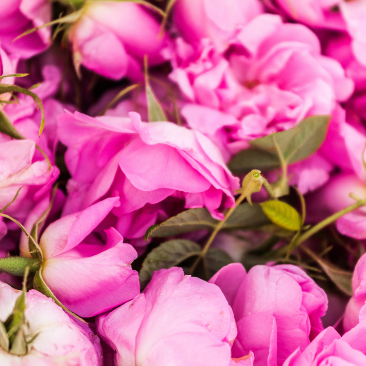 Damask Rose Toner | Hydrosol