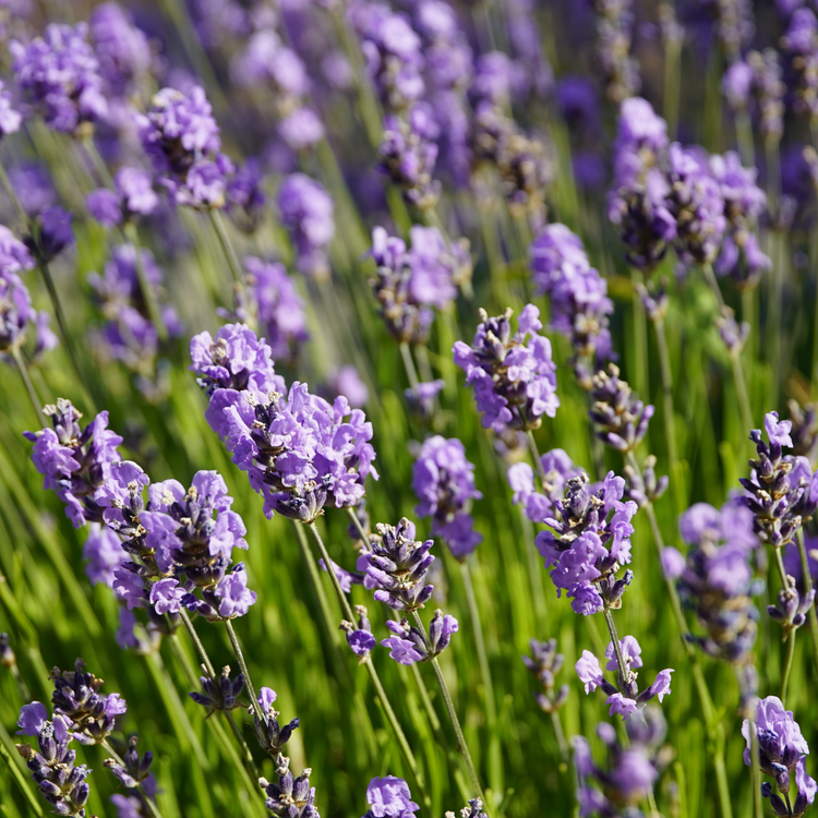 Lavender Toner | Hydrosol